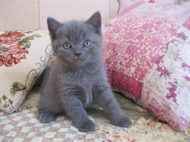 Продаю: Котенка голубого окраса шотландской породы продам фото2
