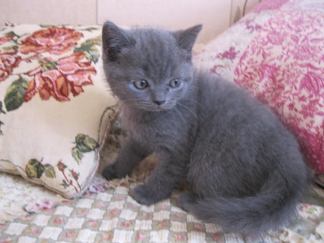 Продаю: Котенка голубого окраса шотландской породы продам фото3