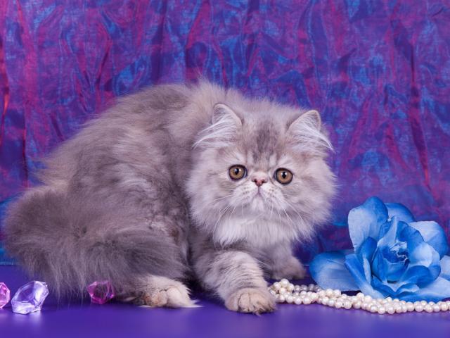 Продаю: Котята экзотической и персидской породы