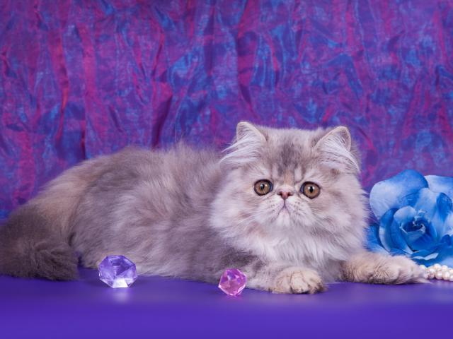 Продаю: Котята экзотической и персидской породы фото2