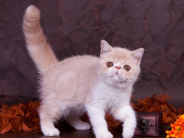 Продаю: Котята экзотической и персидской породы фото3
