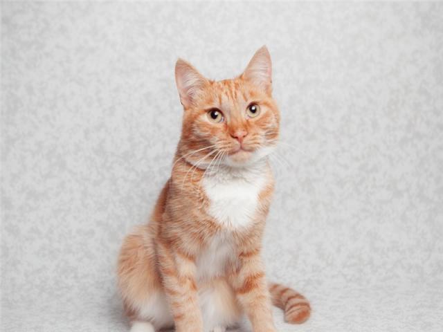 Отдам в дар: Рыжее солнышко котик Стас ищет любящих родителей