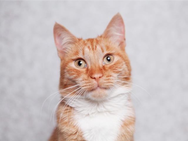 Отдам в дар: Рыжее солнышко котик Стас ищет любящих родителей фото2