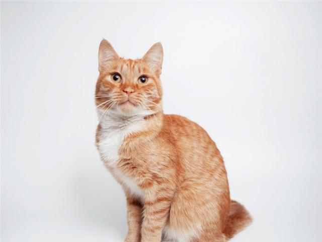 Отдам в дар: Рыжее солнышко котик Стас ищет любящих родителей фото3