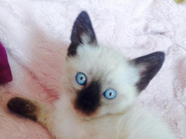 Продаю: Сиамские роскошные котята фото2