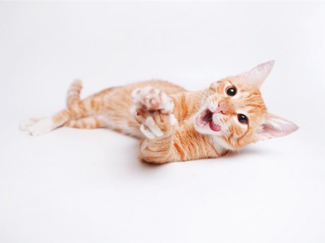 Отдам в дар: Шикарный котик Гипноз ищет свой дом фото2