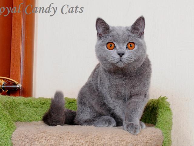 Продаю: британские котята голубого окраса