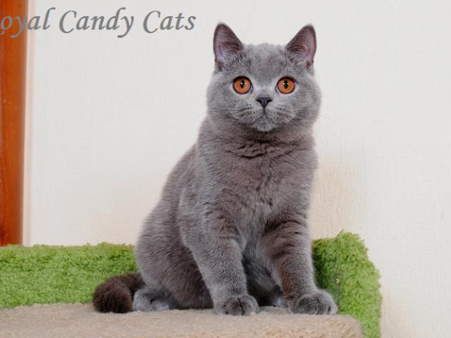 Продаю: британские котята голубого окраса фото2