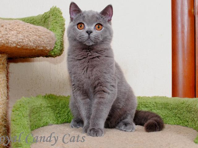 Продаю: британские котята голубого окраса фото3