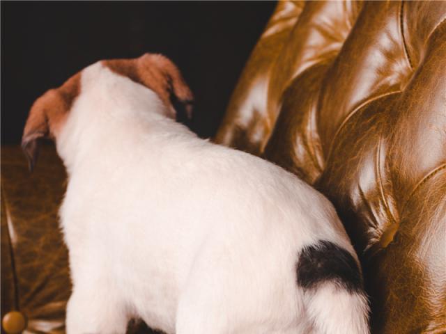 Отдам в дар: Очаровательный щенок Коля в добрые руки фото3
