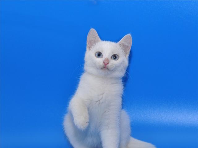 Отдам в дар: Беленький котенок в добрые руки фото3