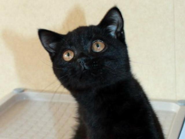 Продаю: Британские черные котята из питомника