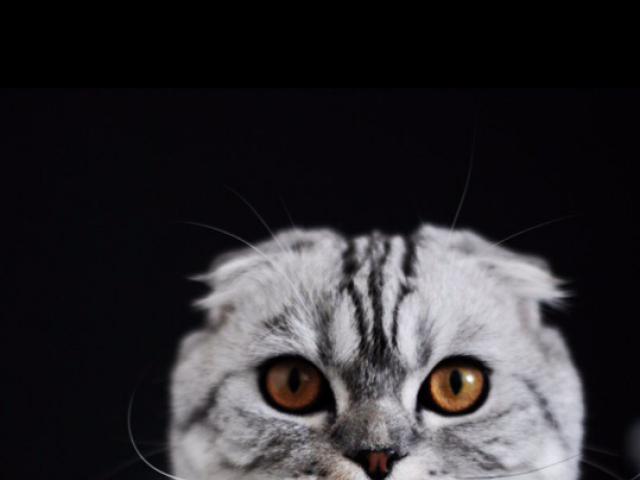 Продаю: Шикарный вислоухий шотландский котенок фото2