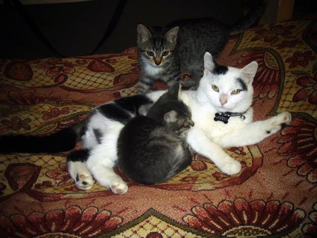 Отдам в дар: котик Анжело ищет дом и семью фото2