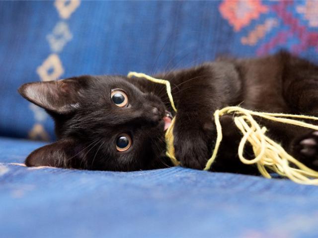 Отдам в дар: Ищет дом котёнок Нуар с повадками настоящей пантер фото3