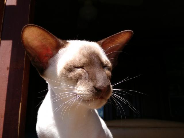 Вязка: Сиамский кот в ориентале - вязка