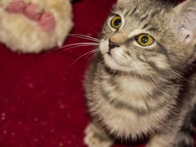 Отдам в дар: Симпатичный котёнок Сержик в добрые руки