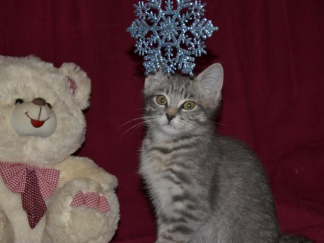Отдам в дар: Симпатичный котёнок Сержик в добрые руки фото3