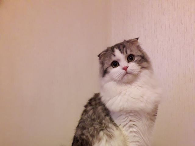Вязка: Вязка шотландский длинношерстный вислоухий кот фото2