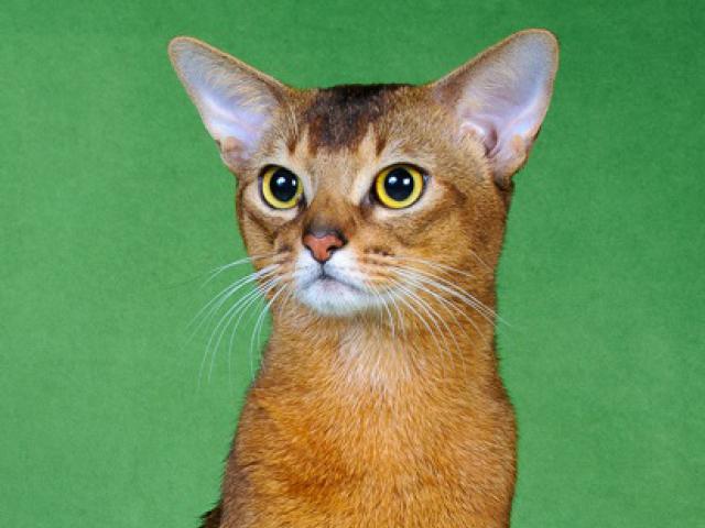 Вязка: Вязка с абиссинским котом Гранд Интер Чемпионом фото2