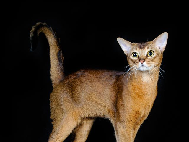 Вязка: Вязка с абиссинским котом Гранд Интер Чемпионом фото3