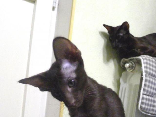 Продаю: Ориентальные котята черного и коричневого окраса фото3