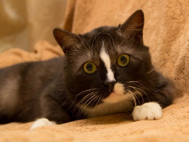 Отдам в дар: Прекрасный кот Лаврик ищет дом фото3