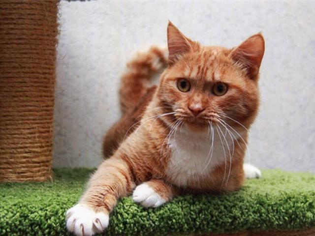 Отдам в дар: Рыжее солнышко котик Стас ищет любящих родителей