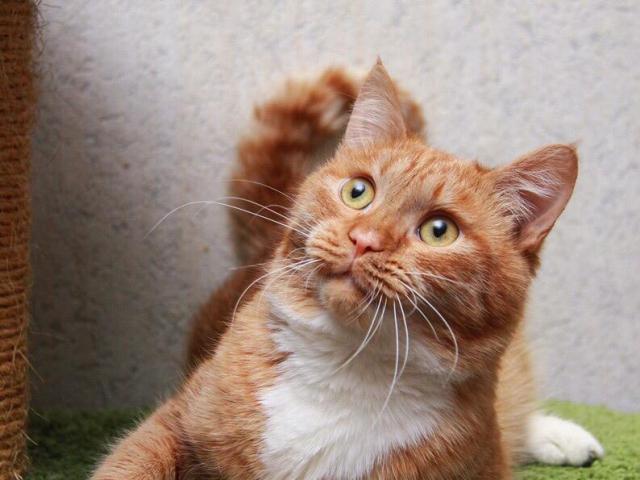 Отдам в дар: Рыжее солнышко котик Стас ищет любящих родителей фото2