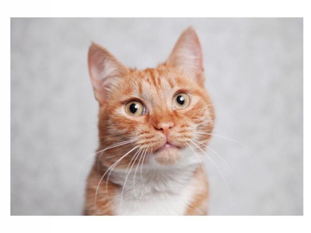 Отдам в дар: Рыжее солнышко котик Стас ищет любящих родителей фото3