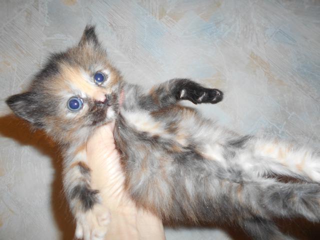 Продаю: Котята яркого окраса возраст 6 недель фото3