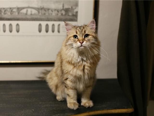 Отдам в дар: Сибирская кошка ищет дом