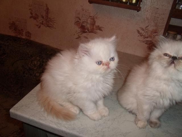 Продаю: шикарных персидских котят колор-пойнт