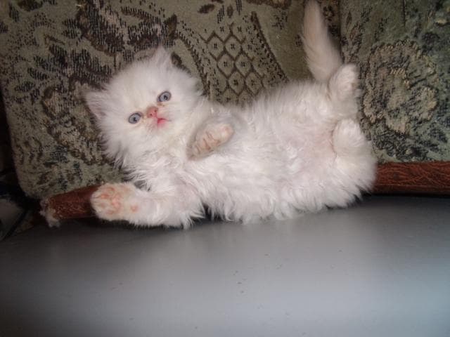 Продаю: шикарных персидских котят колор-пойнт фото2