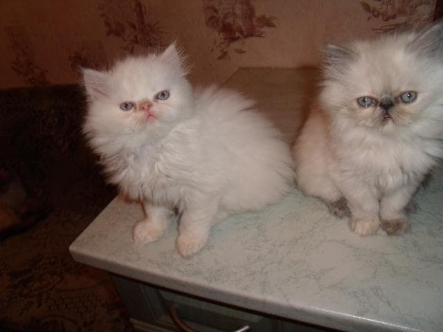 Продаю: шикарных персидских котят колор-пойнт фото3