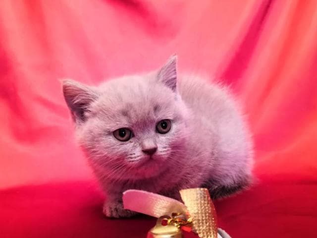 Продаю: Британские плюшевые котята, классических окрасов фото3