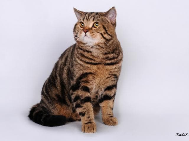 Вязка: Шотландский кот на вязку фото2