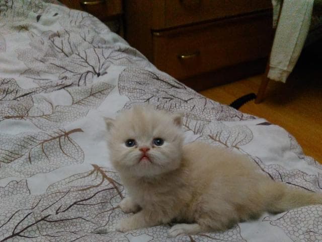 Продаю: Чистокровные персидские котята фото2