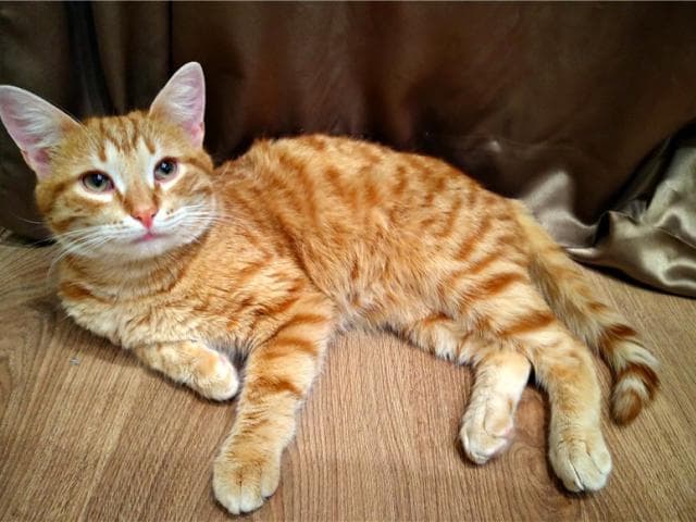 Отдам в дар: Шикарный котик Персик ищет дом