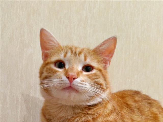 Отдам в дар: Шикарный котик Персик ищет дом фото2