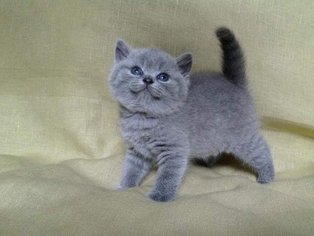Продаю: Британские котята голубого окраса