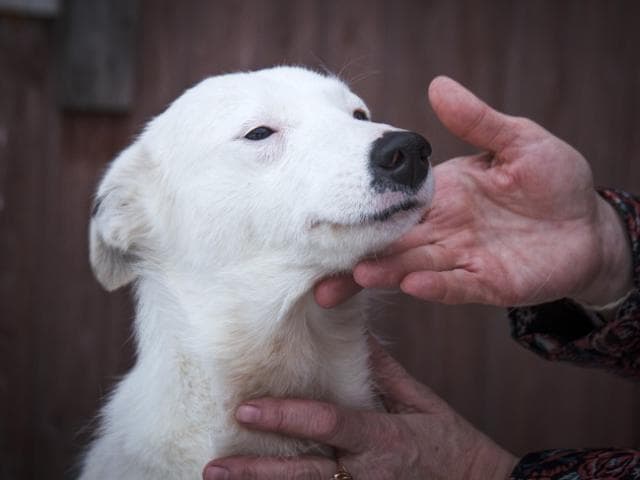Отдам в дар: Очаровательная собачка Сима в добрые руки фото3
