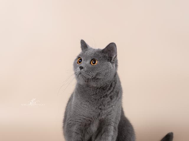 Продаю: Британская кошка голубого окраса из питомника