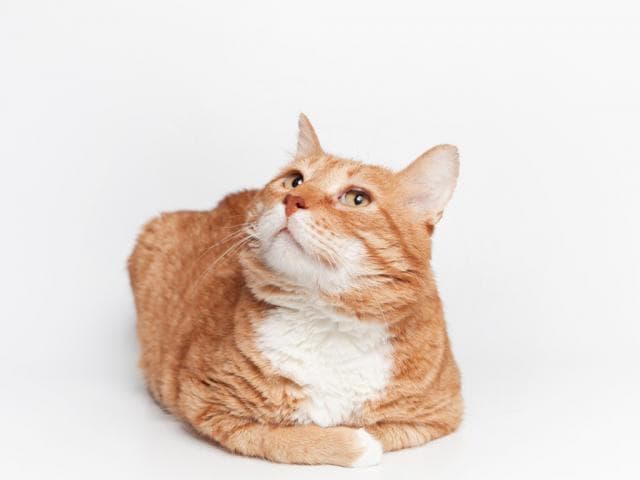 Отдам в дар: Прекрасный рыжий кот Александр ищет дом фото3