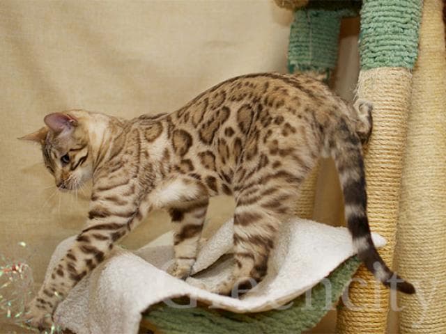 Продаю: Бенгальский кот ищет новый дом