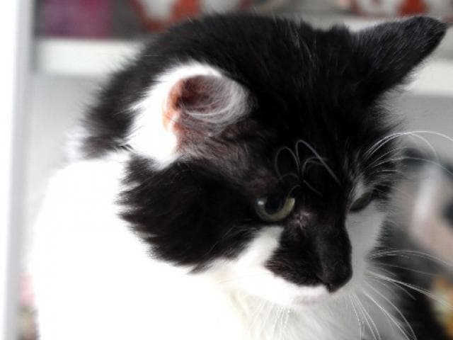 Отдам в дар: Умнейший котик Василёчек в заботливые ручки фото2