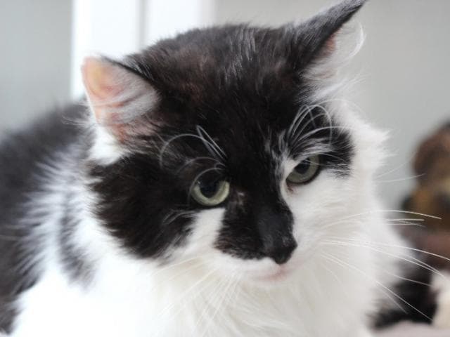 Отдам в дар: Умнейший котик Василёчек в заботливые ручки фото3