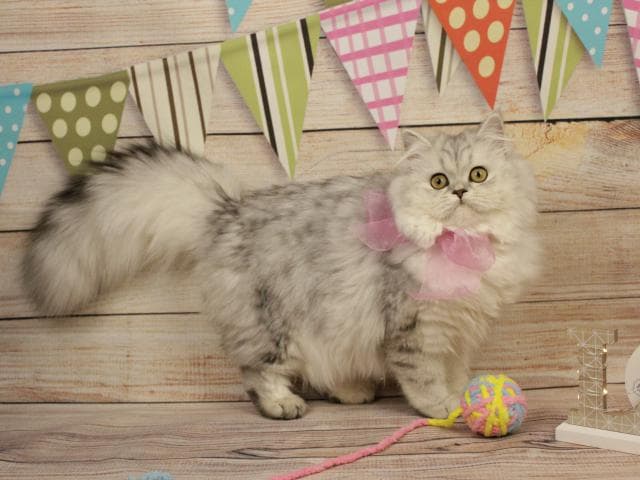 Продаю: Шотландские длинношерстные котята