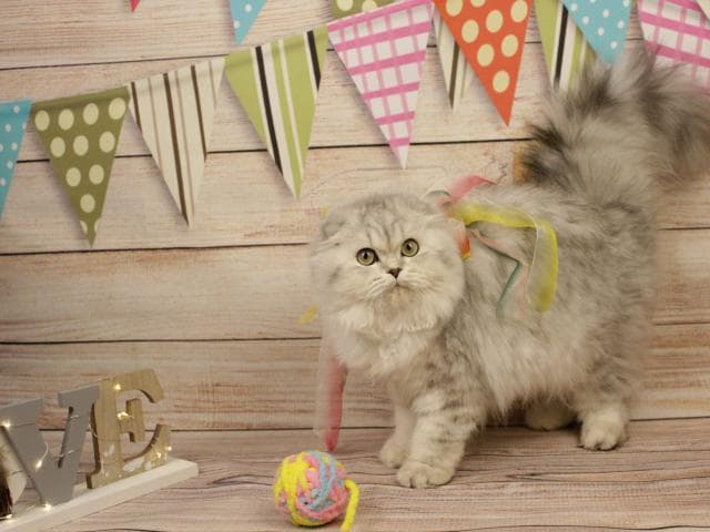 Продаю: Шотландские длинношерстные котята фото3