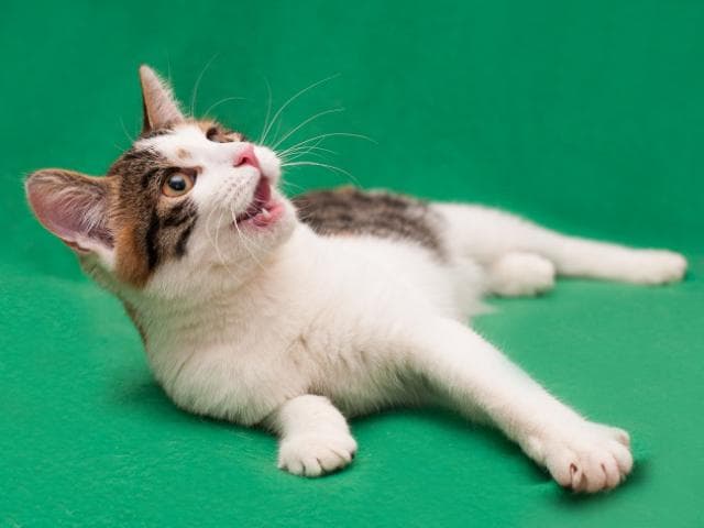 Отдам в дар: Трёхцветный котёнок хулиганка Лорейн в дар фото3
